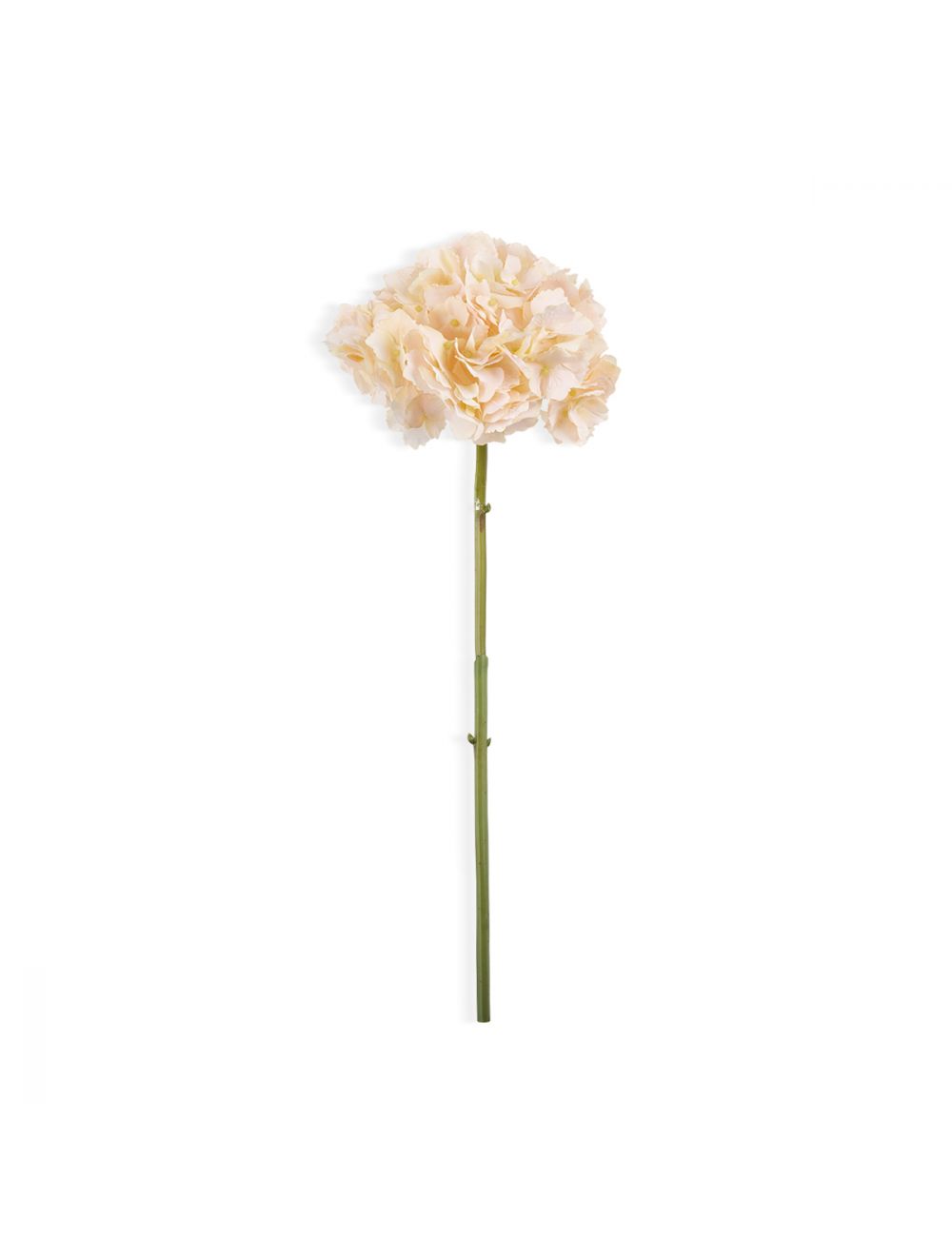 Hydrangea-IAAH